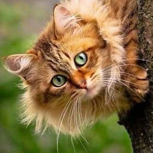 Meet your Posher, Cary